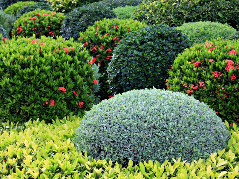 shrubs and hedges