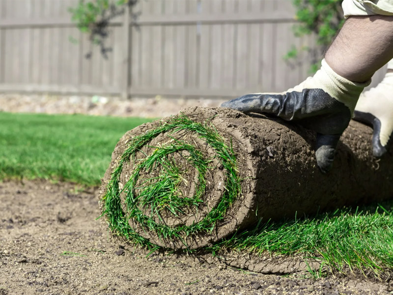 person rolling up sod on lawn