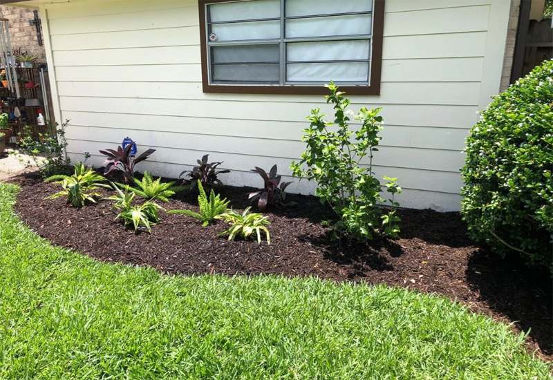 Front yard landscaping showing a mulched planting area with various shrubs in Houston, TX