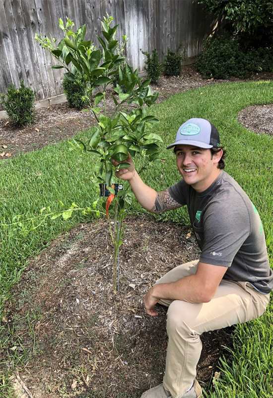 Absolute Lawn Care and Landscaping's team member is inspecting a newly planted tree in Houston, TX