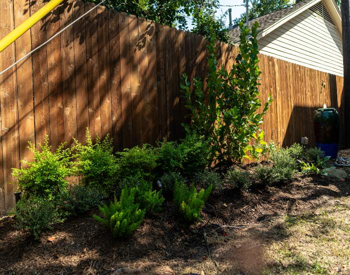 Small plants and shrubs are planted in a mulched garden bed in Houston, TX