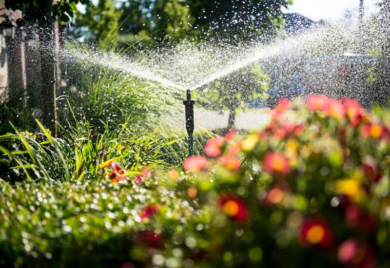 Featured image for “Differences Between Drip Irrigation & Sprinkler Systems”