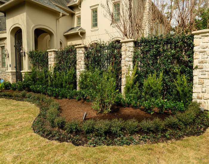 Elegant front yard makeover featuring mulched planting areas and lush green hedges in Houston, TX