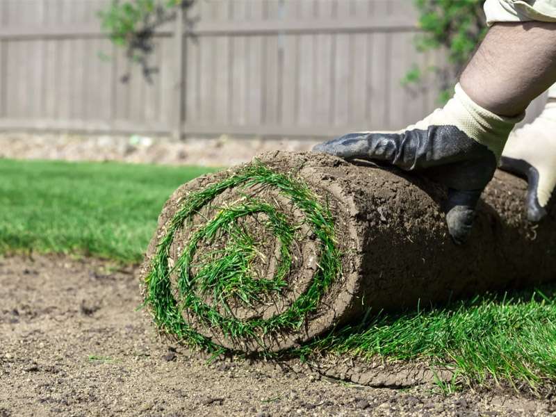 A team member from Absolute Lawn Care and Landscaping is installing fresh sod in Houston, TX